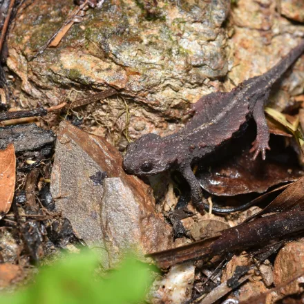 Thai Crocodile Newt, black newt with orange-brown warts along each flank, orange parotoid glands, ridged head