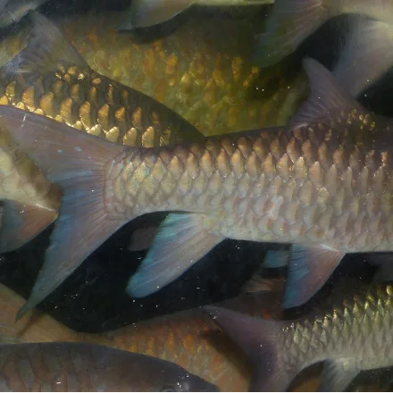 Thai Mahseer, large golden-bronze scales, thick lips, two pairs of barbels, deeply forked tail