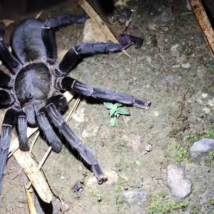 Thailand black tarantula outside its burrow
