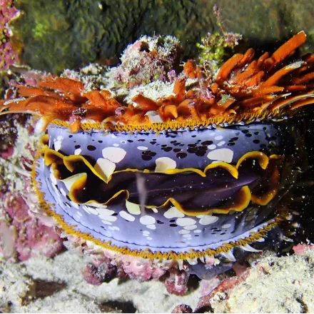 Thorny Oyster