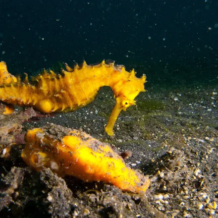 Thorny Seahorse, long sharp spines over the whole body, very long snout, colour highly variable.