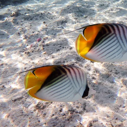 Threadfin Butterflyfish, white body with two sets of diagonal chevrons, yellow rear, black eye band, trailing dorsal filament.