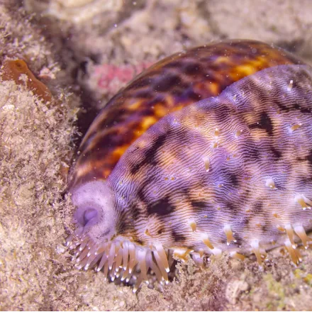 Tiger Cowrie
