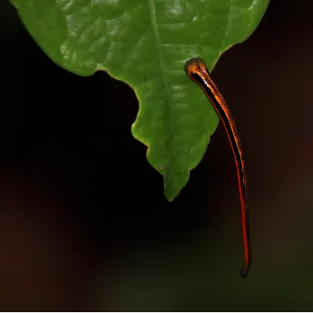 Tiger Leech, small striped yellow and brown leech, looping gait, waves upright from leaf tips.