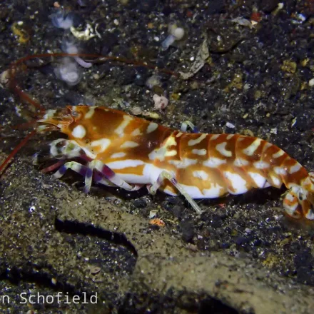 Tiger Pistol Shrimp