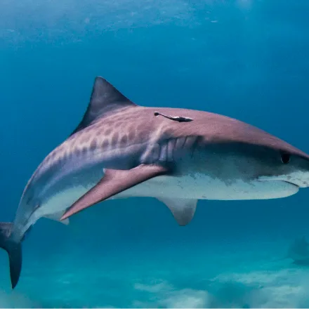 Tiger Shark in Sri Lanka