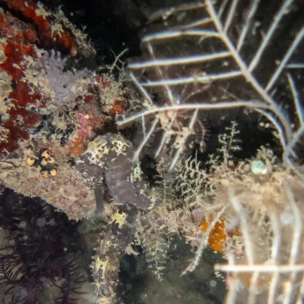 Tiger Tail Seahorse, slender seahorse, tiger-like bands on the tail, colour yellow to dark.