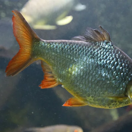 Tinfoil Barb, deep silver body, red-orange fins, black stripe along each tail lobe.