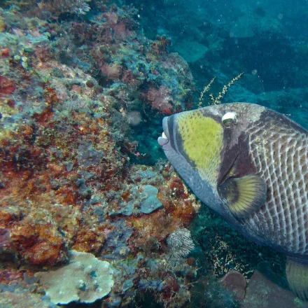 Titan Triggerfish, large, mottled green-yellow, dark line above the mouth, strong teeth.