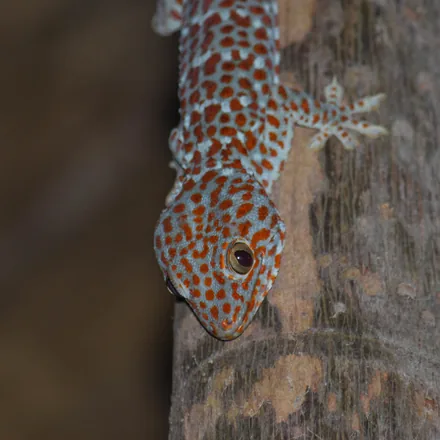 Tokay gecko on a tree trunk, blue with orange spots