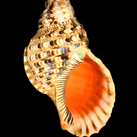 Triton's Trumpet