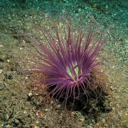 Tube Anemone