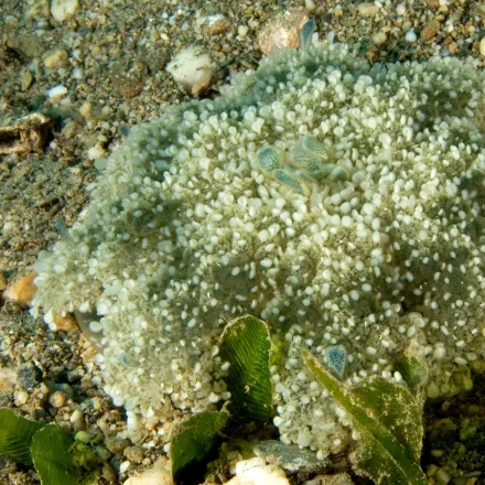 Upside-down Jellyfish, flat jellyfish lying bell-down on the seabed, frilled blue-grey and brown oral arms pointing upward.