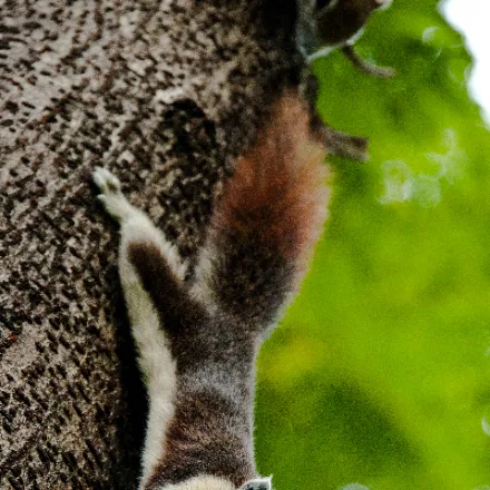Variable Squirrel, medium tree squirrel, coat highly variable, white, red, grey or bicoloured.
