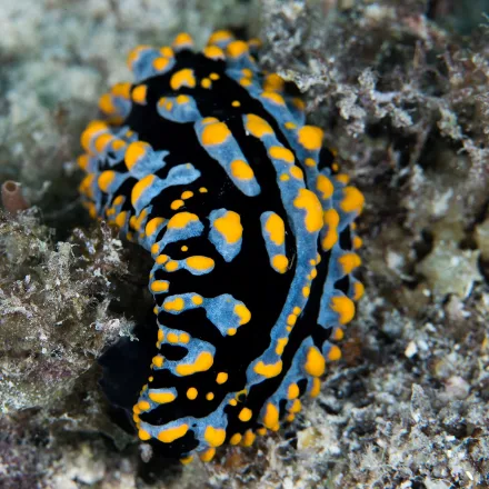 Varicose Phyllidia