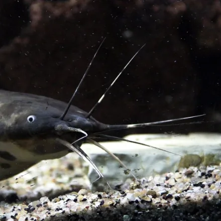 Walking Catfish, long grey-brown body, flattened head, four pairs of barbels, very long dorsal fin.