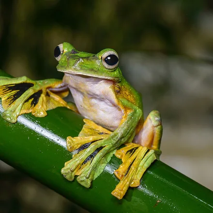 Wallace's flying frog showing its webbed feet