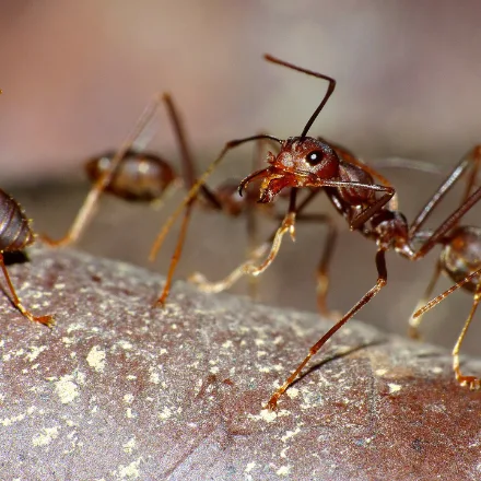 Weaver Ant, slender rust-orange ant, leaf nests bound with white silk.