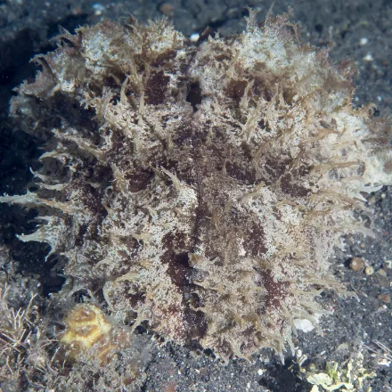 Wedge Sea Hare, large lumpy grey-green slug with a flat wedge-shaped rear, two ear-like rhinophores.