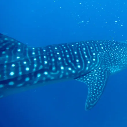 Whale shark cruising near the surface with its mouth open