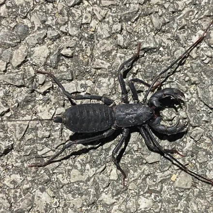 Whip Scorpion, dark armoured arachnid with heavy pincers and a long thin whip tail carrying no sting.