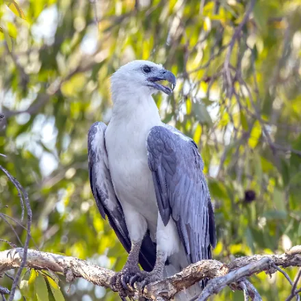 White-bellied Sea Eagle, very large, white head and belly, grey wings and back, wedge-shaped tail.