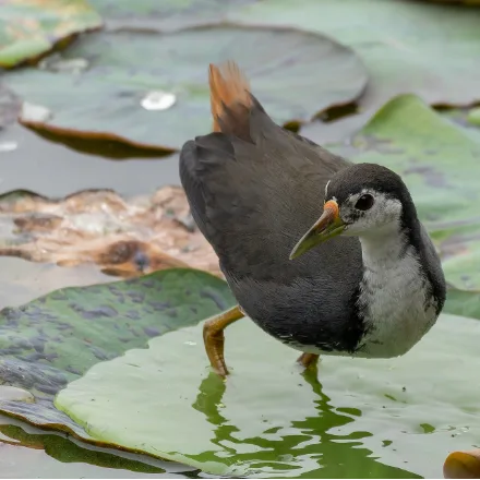 White-breasted Waterhen, slate above, white face and breast, rufous vent, long greenish legs