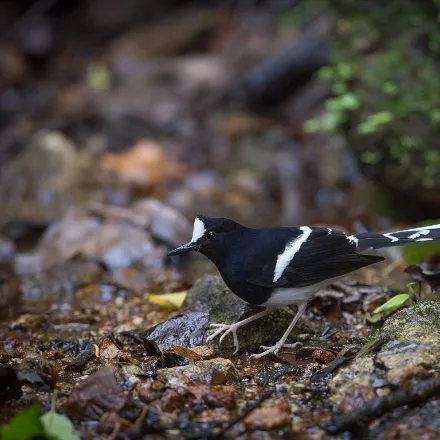 White-crowned Forktail, pied bird, white crown and belly, black breast, long deeply forked tail.