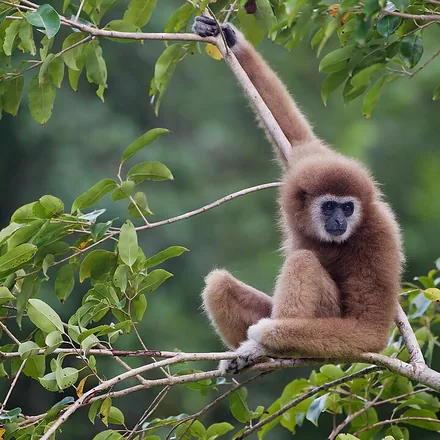 White-handed gibbon hanging from a branch by one arm