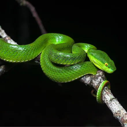 White-lipped Pit Viper, slender, uniform green, white or yellow lower lip, reddish tail tip.