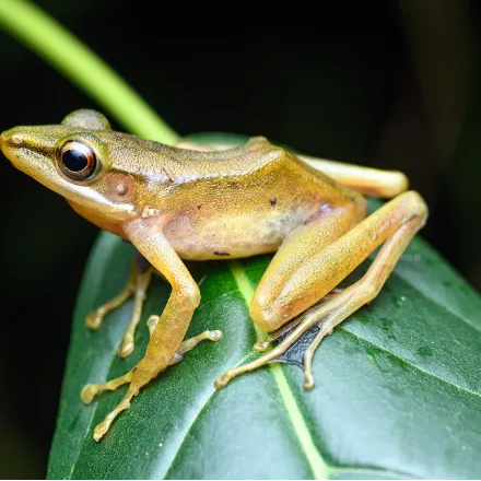 White-lipped Frog, slender green-brown frog with a distinct white stripe along the upper lip, long legs, streamside.