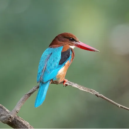 White-throated Kingfisher, brown head, turquoise back, white throat and breast, large red bill