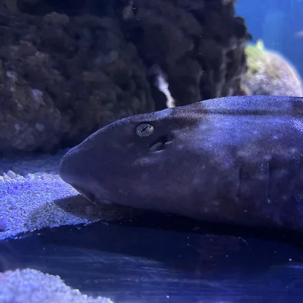 Whitespotted Bamboo Shark, slender, brown with dark saddles and white spots, small barbels, very long tail.