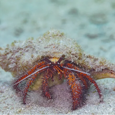 White-spotted Hermit Crab