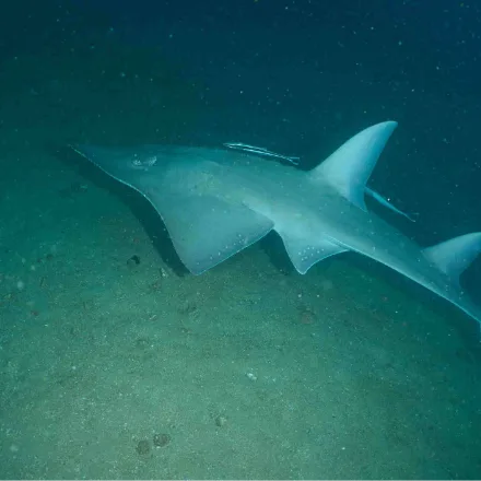Whitespotted Wedgefish