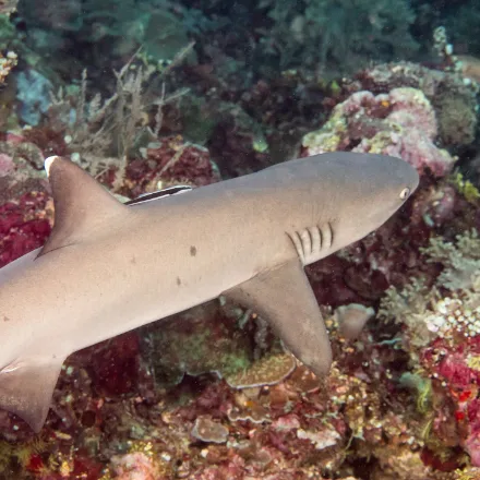 Whitetip Reef Shark, slim grey body, blunt broad head, white tips on first dorsal and upper tail.