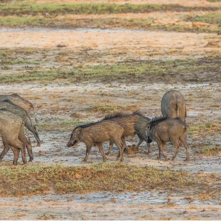 Wild Boar, bristly grey-brown pig, long snout, boars with tusks, striped piglets.