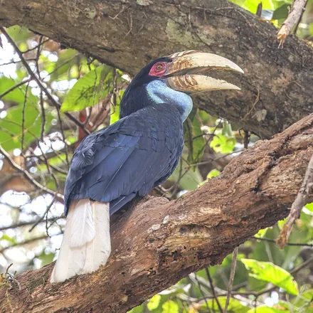 Female wreathed hornbill perched on a branch