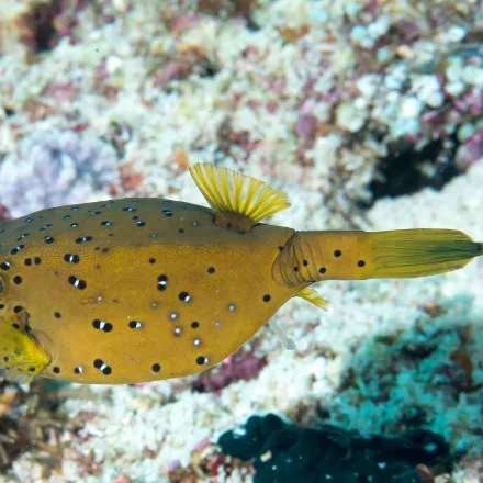 Yellow Boxfish