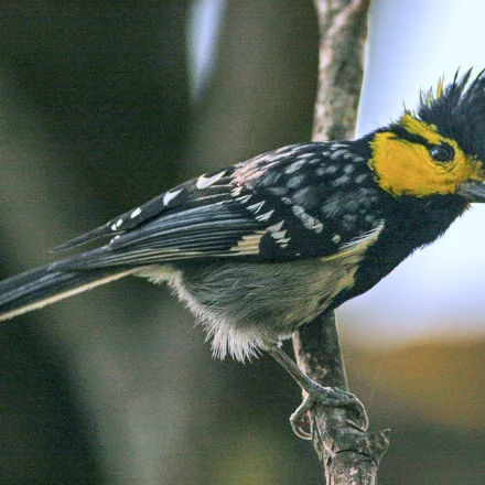 Machlolophus spilonotus