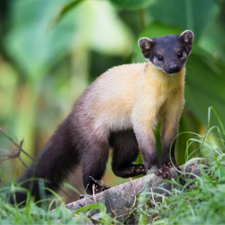 Yellow-throated Marten, long-bodied climber, dark brown with a bright yellow-orange throat and chest.