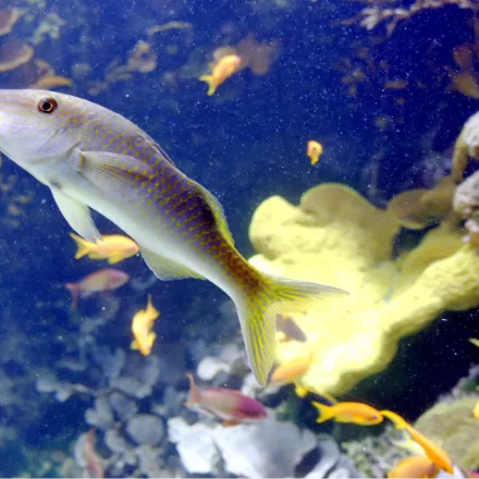 Yellowsaddle Goatfish