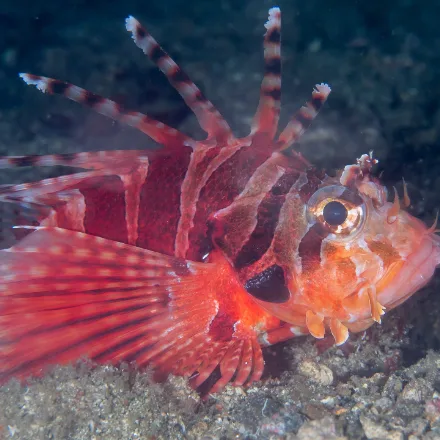 Zebra Lionfish
