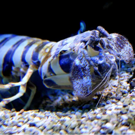 Zebra Mantis Shrimp