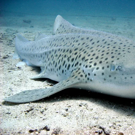 Zebra shark resting on sand