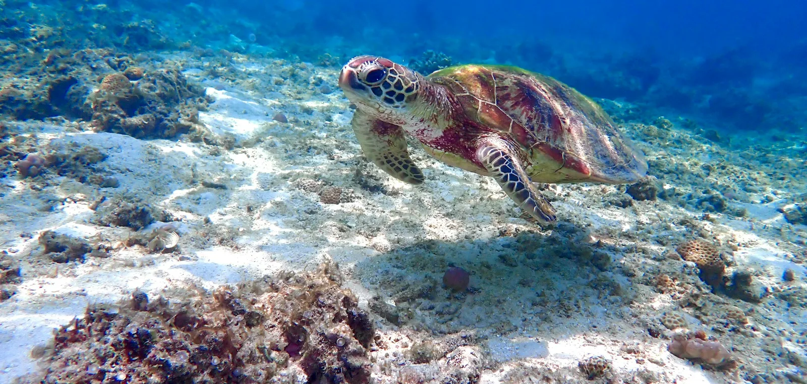 Green sea turtle swimming over a shallow coral reef