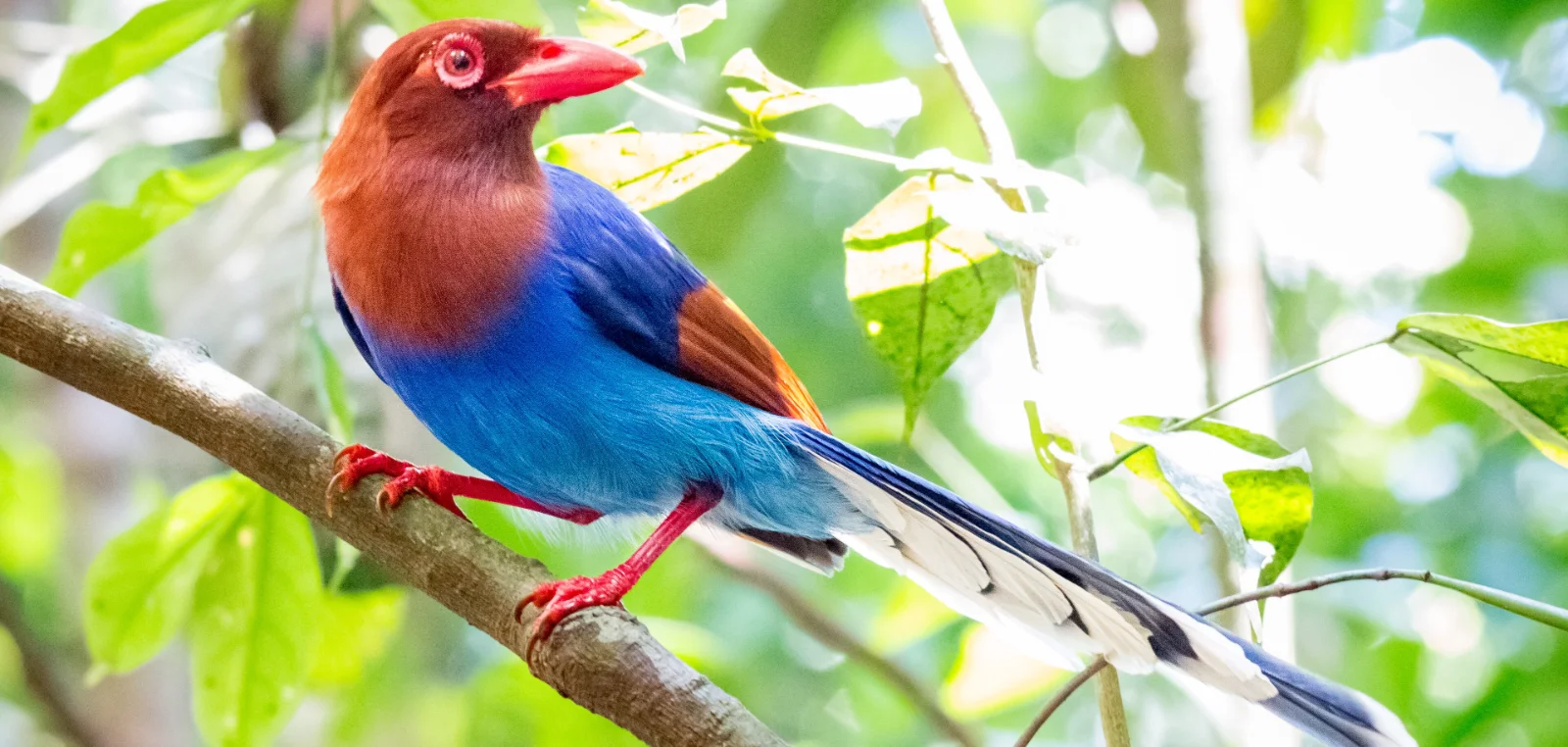 A Sri Lanka blue magpie perched on a branch in rainforest, chestnut head and long blue tail in full view.