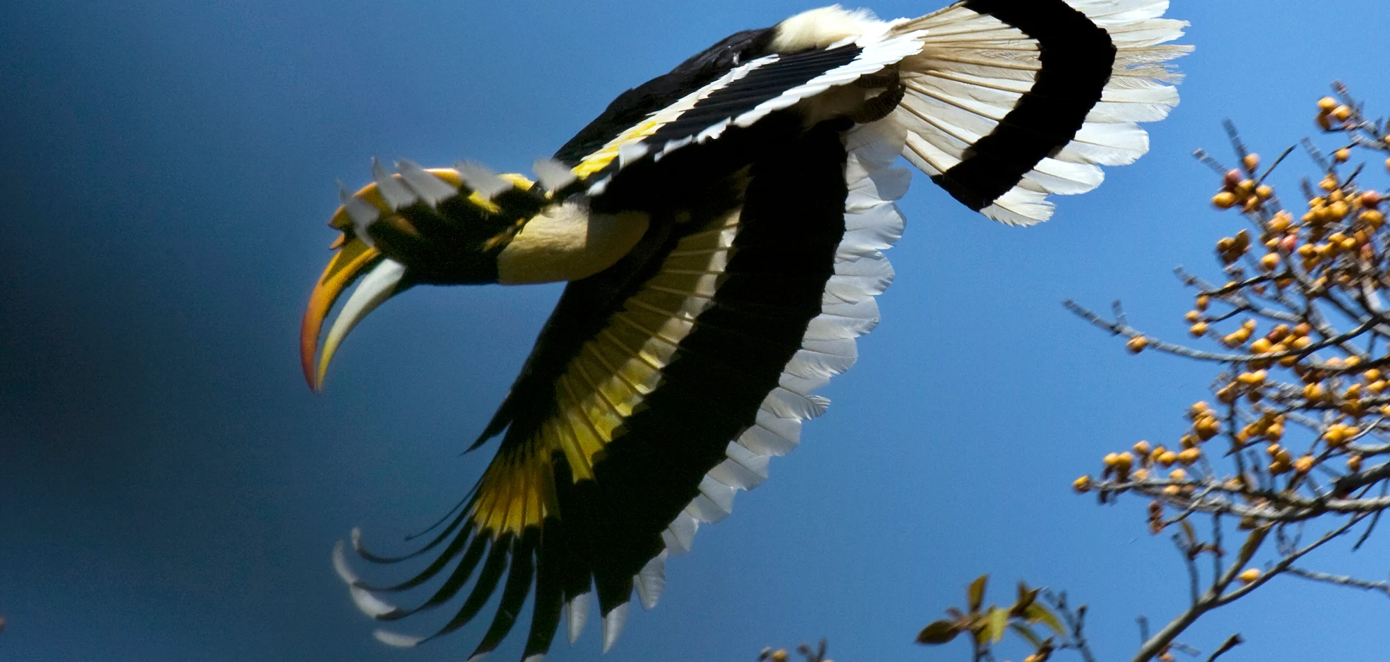 A great hornbill in flight against a deep blue sky, wings spread, its yellow casque and bill catching the light beside a fruiting branch