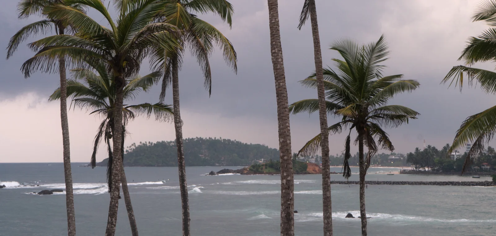 Coconut palms leaning over a south coast beach with surf breaking beyond.