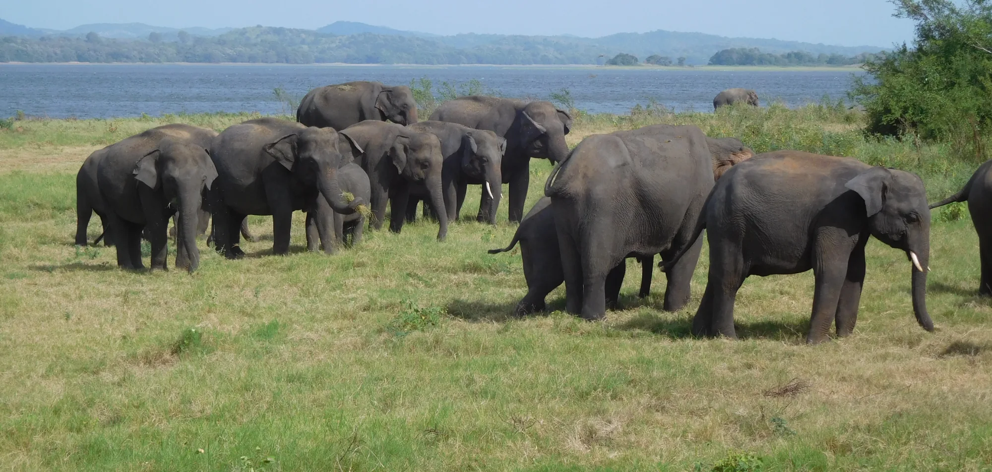 A herd of wild Asian elephants feeding on the exposed grassland of a Sri Lankan reservoir bed, with the water and hills behind